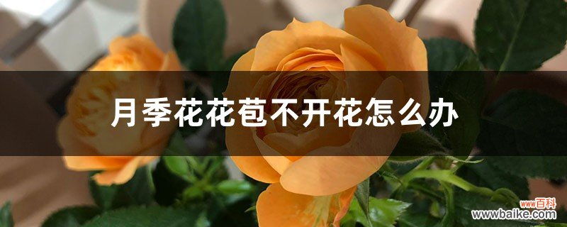 月季花花苞不开花怎么办