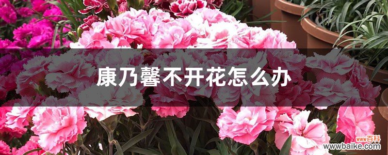 康乃馨不开花怎么办