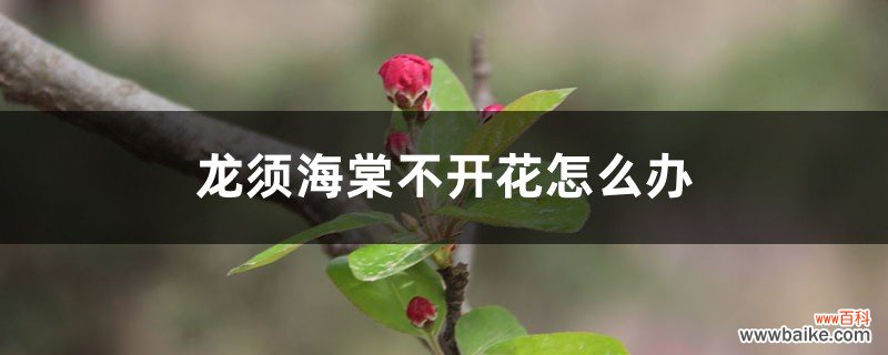 龙须海棠不开花怎么办