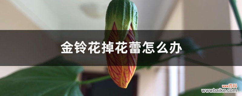 金铃花掉花蕾怎么办