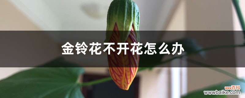 金铃花不开花怎么办