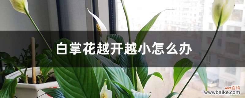 白掌花越开越小怎么办