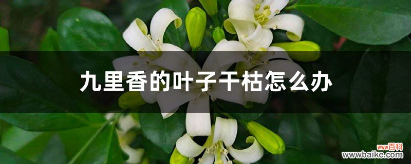 九里香的叶子干枯怎么办