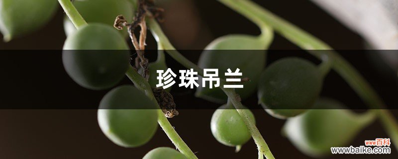 珍珠吊兰叶子发蔫？看好这四点，叶子绿又亮！