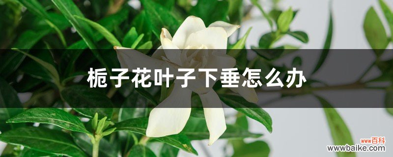 栀子花叶子下垂怎么办