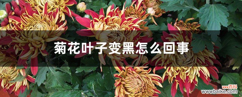 菊花叶子变黑怎么回事