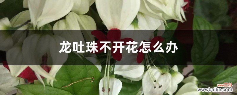 龙吐珠不开花怎么办