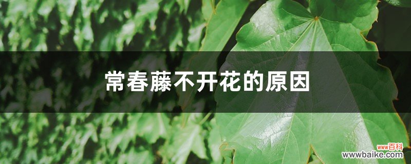 常春藤不开花的原因