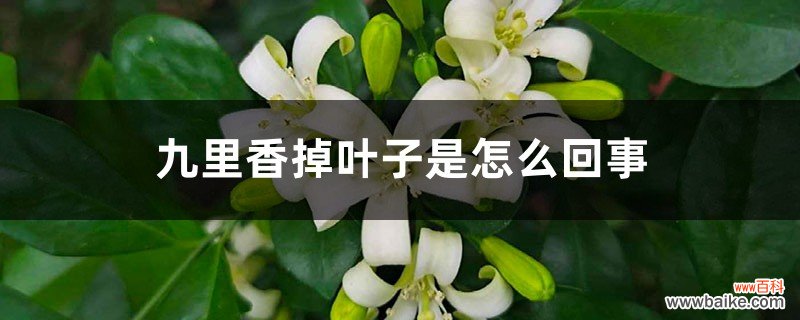 九里香掉叶子是怎么回事