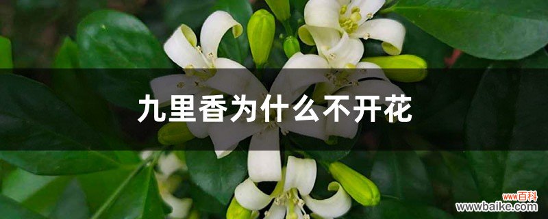 九里香为什么不开花