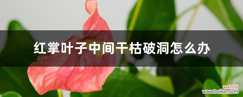 红掌叶子中间干枯破洞怎么办