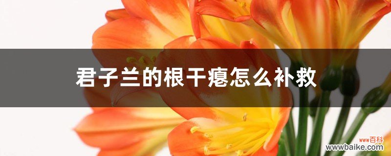 君子兰的根干瘪怎么补救