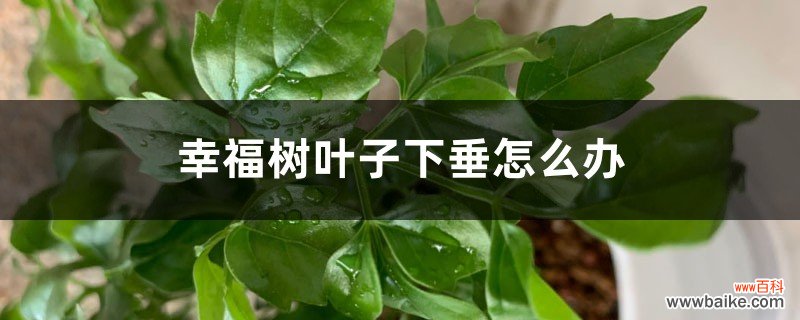 幸福树叶子下垂怎么办