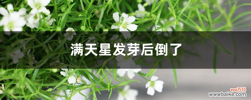 满天星发芽后倒了是什么原因