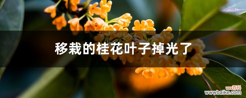 移栽的桂花叶子掉光了怎么回事