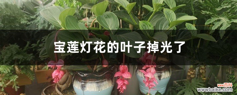 宝莲灯花的叶子掉光了怎么办