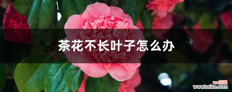 茶花不长叶子怎么办