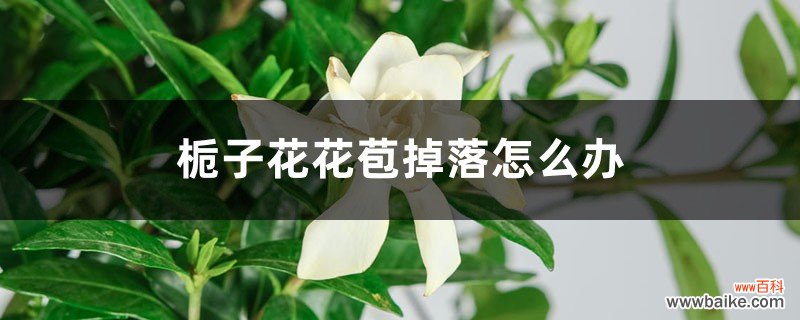 栀子花花苞掉落怎么办