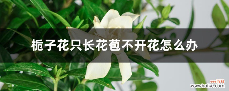 栀子花只长花苞不开花怎么办