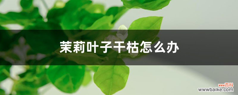 茉莉叶子干枯怎么办