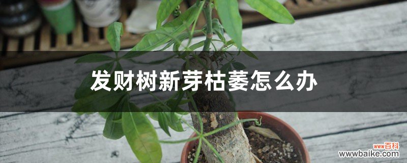 发财树新芽枯萎怎么办