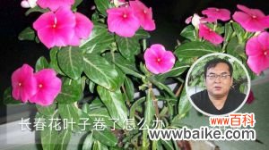 长春花叶子卷了怎么办