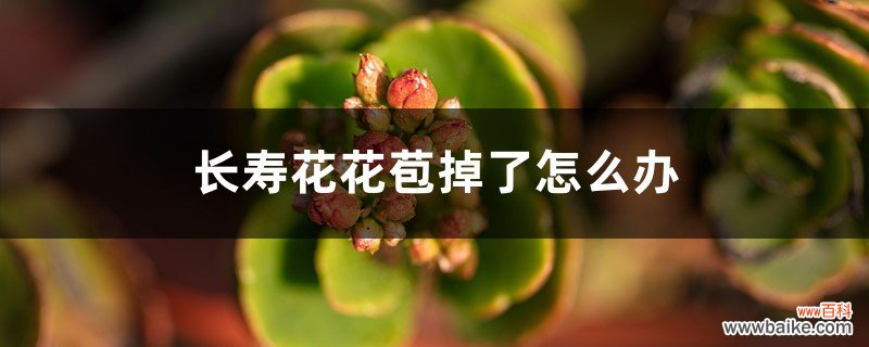 长寿花不长花苞、花苞掉了怎么办？