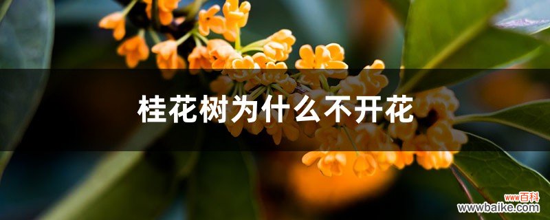 桂花树为什么不开花