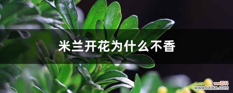 米兰开花为什么不香