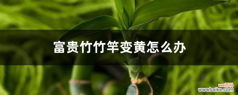 富贵竹竹竿变黄怎么办