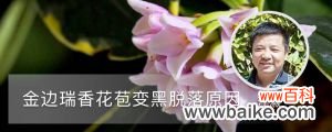 金边瑞香花苞变黑脱落，还能救活吗