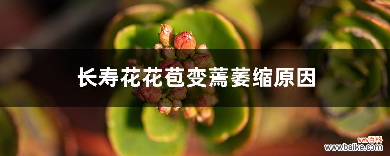 长寿花花苞变蔫萎缩原因