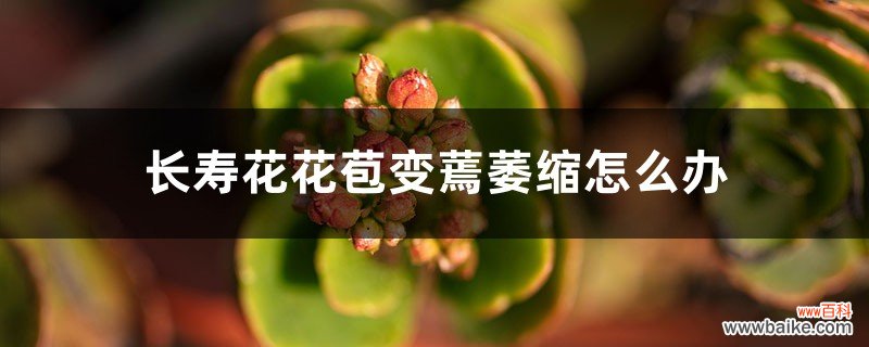 长寿花花苞变蔫萎缩怎么办