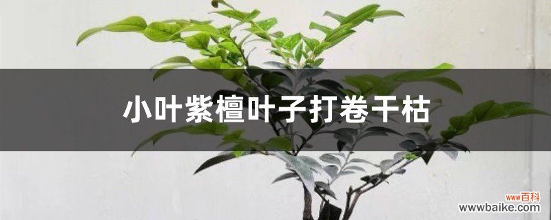 小叶紫檀叶子打卷干枯的原因