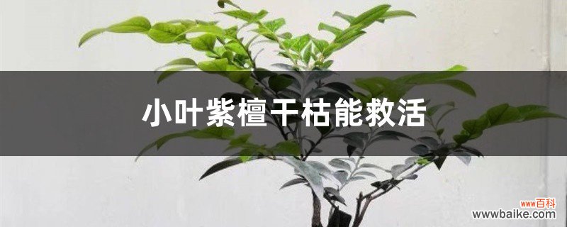 小叶紫檀干枯能救活吗