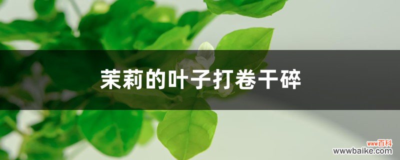 茉莉的叶子打卷干碎怎么办