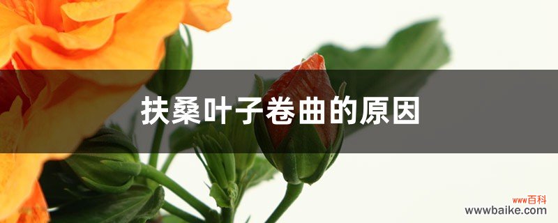 扶桑叶子卷曲的原因