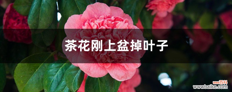 茶花刚上盆就掉叶子怎么回事