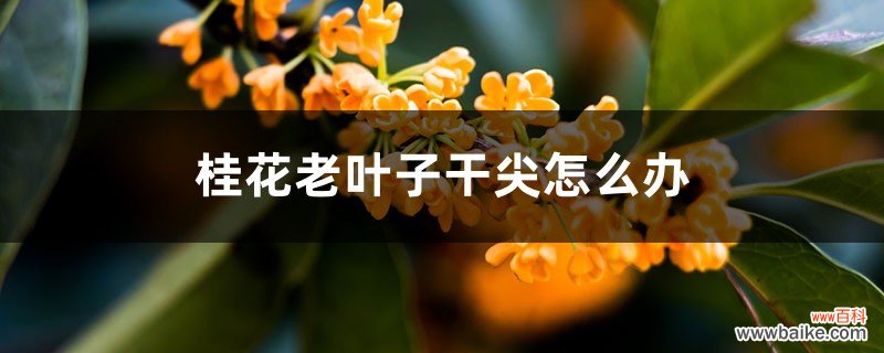 桂花老叶子干尖怎么办