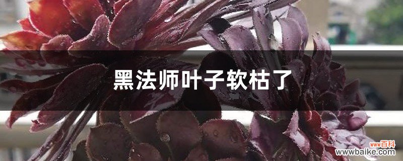 黑法师叶子软枯了怎么办