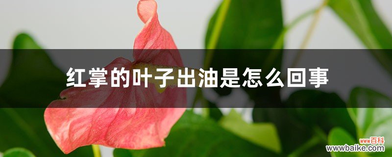 红掌的叶子出油是怎么回事