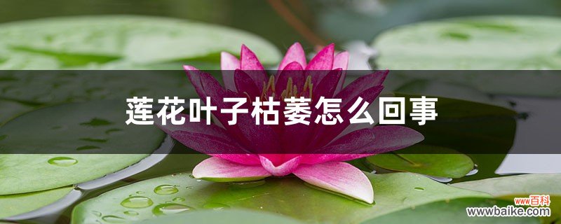 莲花叶子枯萎怎么回事，叶子枯萎怎么办