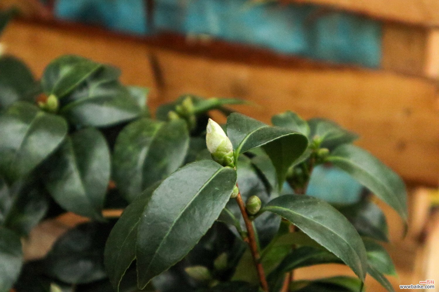 茶花叶子卷了怎么回事，怎么办