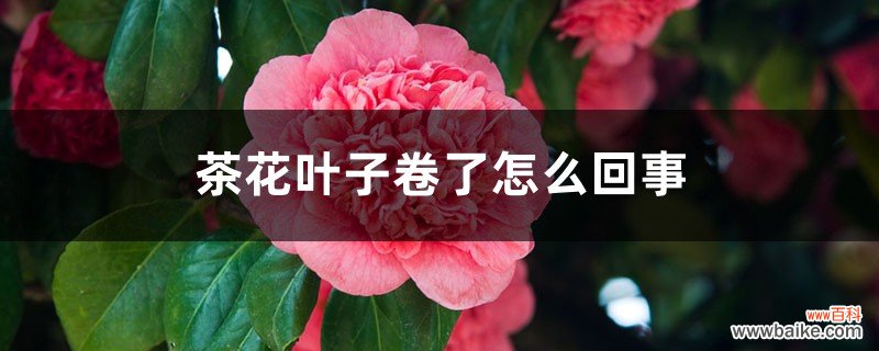 茶花叶子卷了怎么回事，怎么办