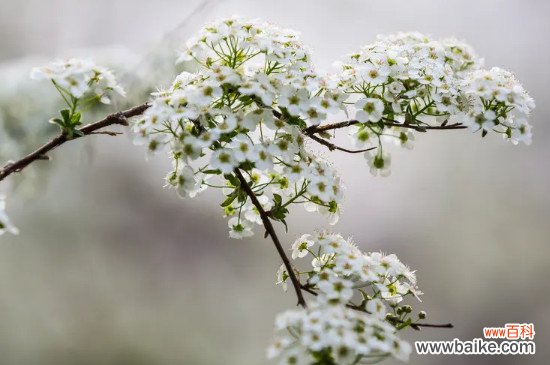 雪柳需要阳光吗