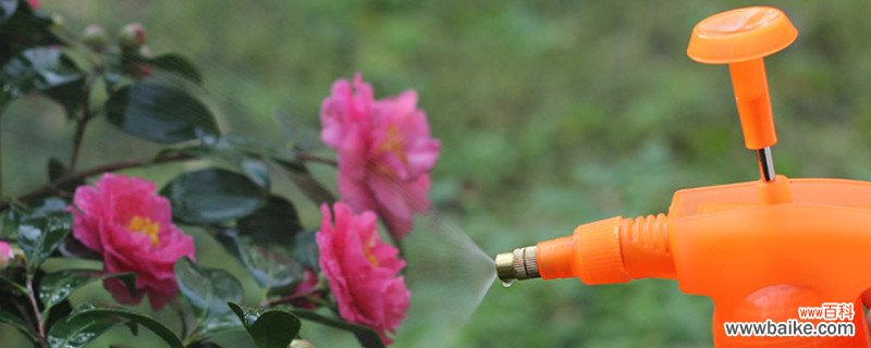 雨水浇花的正确方法