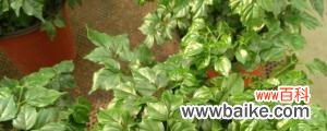 海南菜豆树的养殖方法和注意事项