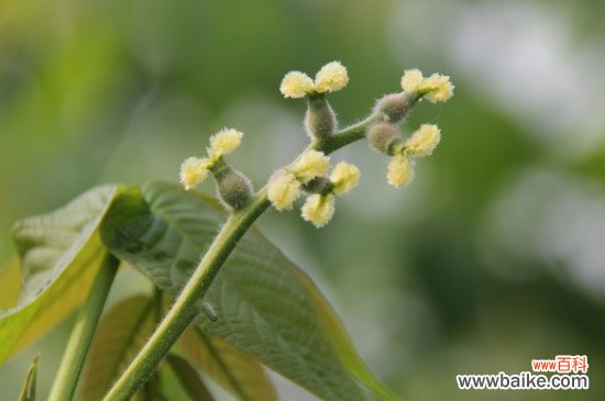 促进花芽分化的方法