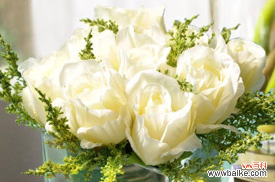 白色玫瑰花代表着什么