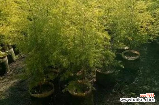 黄金木盆栽养殖方法